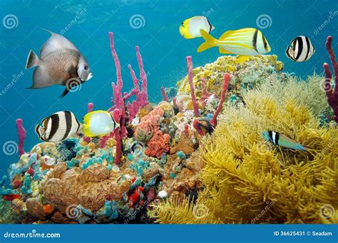 Colored Underwater Marine Life In A Coral Reef Stock Image - Image ...