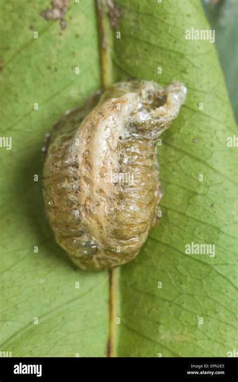 Praying mantis egg case Stock Photo - Alamy