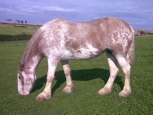 Draft Horses on the Farm