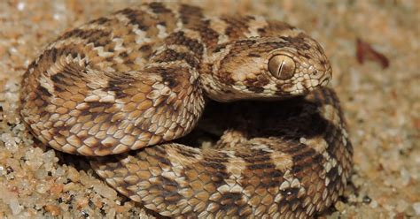 Snakes of Sri Lanka: Saw-Scaled Viper/වැලි පොළඟා (Echis carinatus-Schneider, 1801)