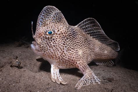 Photographer captures image of rare fish that walks on its ‘hands’ - Barbados Today