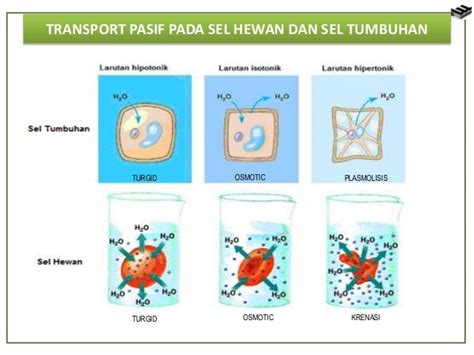 Contoh Difusi Dan Osmosis Pada Hewan - Contoh O