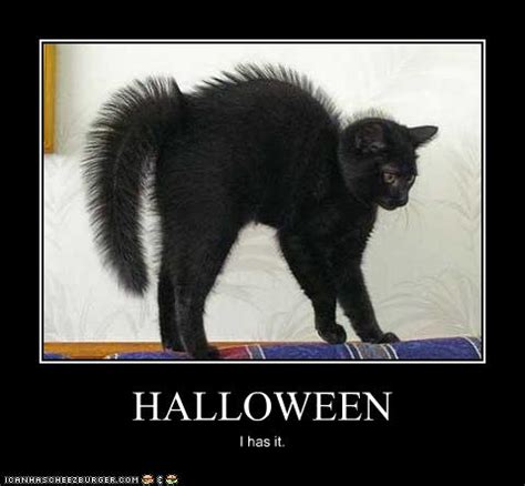 A Cat's Natural Halloween Costume - Lolcats - lol | cat memes | funny cats | funny cat pictures ...