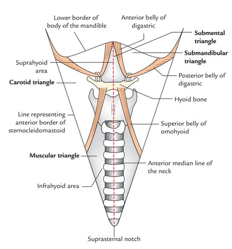 Digastric or Submandibular Triangle – Earth's Lab