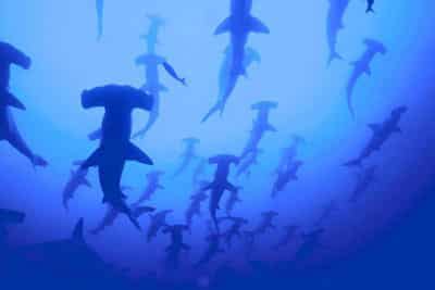 Hammerhead Sharks: Species, Behavior, Overview | SchoolWorkHelper