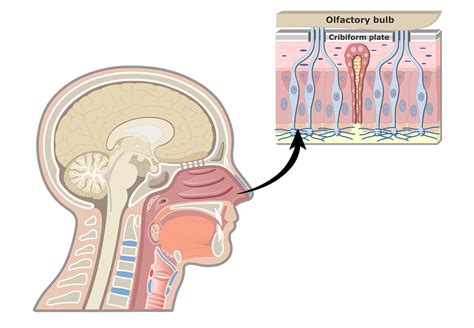 Olfactory Cells Diagram