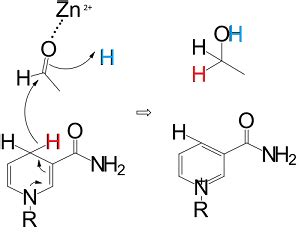 Alcohol Dehydrogenase in Yeast: Function & Mechanism | Study.com