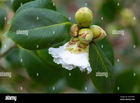 Close-up of a Japanese Camellia evergreen shrub ; Camellia Japonica ...