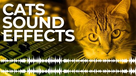 cat sound effects in HD - YouTube