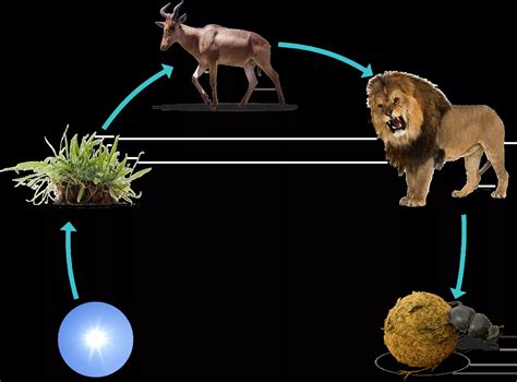 Chaine alimentaire : définition, relation entre les espèces - Instinct ...