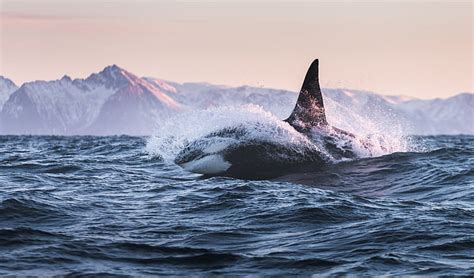 Wild Orca Wallpaper