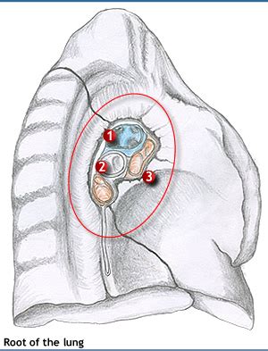 28 : The Chest Wall and Pleura