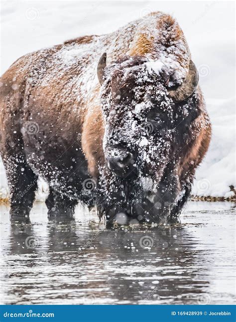 Snow Covered Buffalo Looking Left in Yellowstone in Winter Stock Image ...