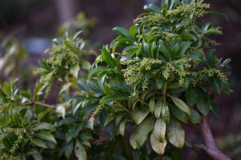 Japanese Andromeda ( Pieris Japonica ) Seeds and Buds. Ericaceae Evergreen Shrub Poisonous Plant ...