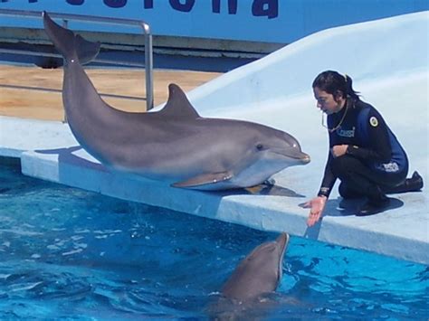 Human To Dolphin Translator - FileHippo News