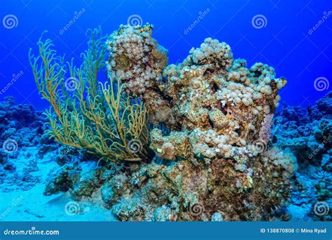 Coral Reef at the Red Sea, Egypt Stock Photo - Image of fish, coral ...