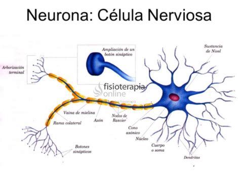 Células nerviosas | Qué son, clasificación, función, regeneración y tiempo de vida