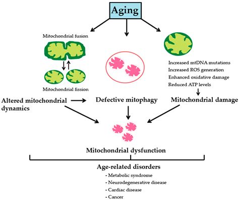 Genes | Special Issue : Mitochondria and Aging