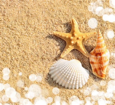 Starfish beach stock image. Image of beach, shells, idyllic - 47058213