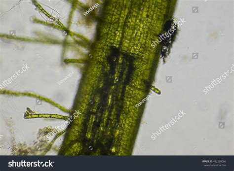 Algae Microscopic View Stock Photo 492229066 | Shutterstock