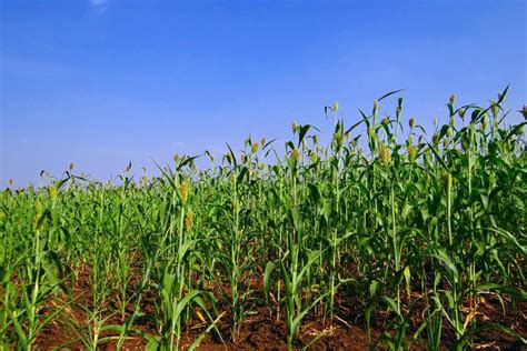 Drought tolerant African crops are key for food security