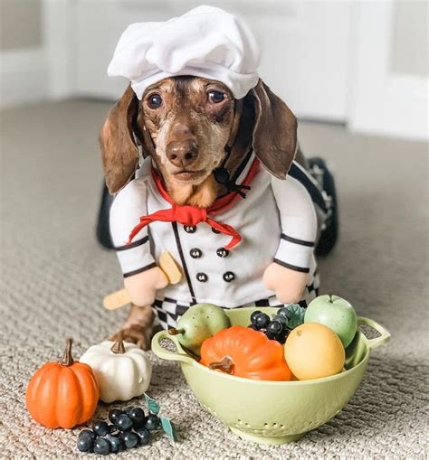 Top 10 Sausage Dog Halloween Costumes!