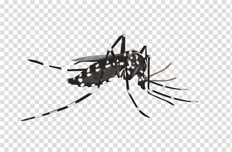 dengue mosquito clipart 20 free Cliparts | Download images on ...