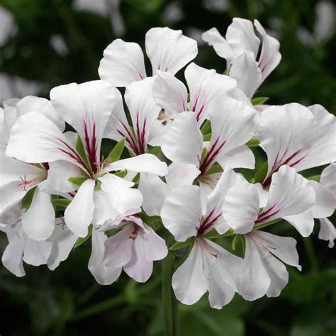 Ivy Leaf Geranium Seeds - Container Plant Flower Seeds