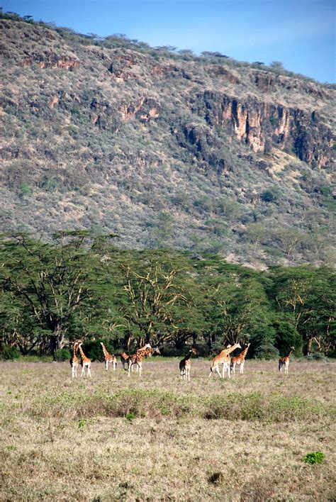 Giraffe Herd Photograph by Troy Spencer - Fine Art America