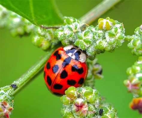 Ladybug on Plant · Free Stock Photo