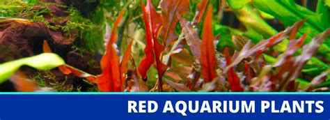 The 10 Best Red Aquarium Plants To Add Color To Your Tank - VIVOFISH