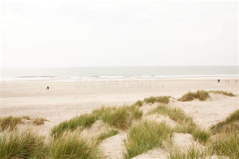 North Sea Beach in Denmark. Dune Grass. Stock Photo - Image of dune, vacation: 121578252