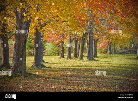 Autumn Trees Fall Foliage, Pennsylvania USA Stock Photo - Alamy