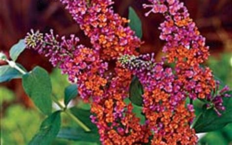 Butterfly Bush Varieties: A Comprehensive Guide