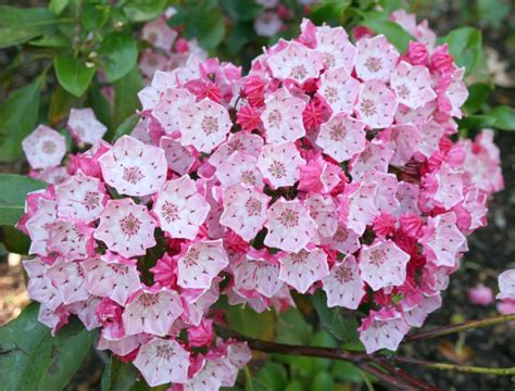 L'uomo tra Cielo e Terra: Kalmia Latifolia - materia medica