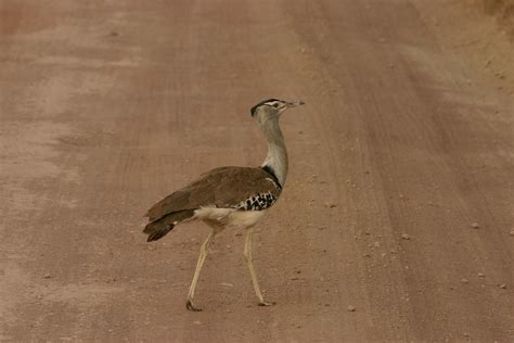 Tanzania - Ngorongoro Crater - Birds - IMG_6789- | brosto | Flickr