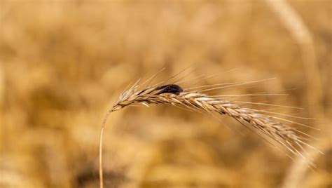 Europe sets new ergot alkaloids limits | Food Safety News