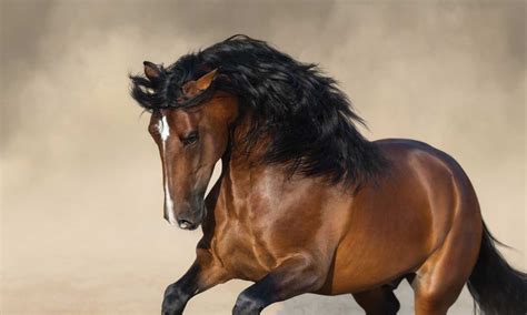 Oh Those Beautiful Pure Bred Iberian Horses!