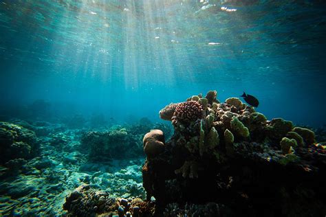 Snorkeling Tubbataha: Exploring Palawan's Coral Garden of Eden