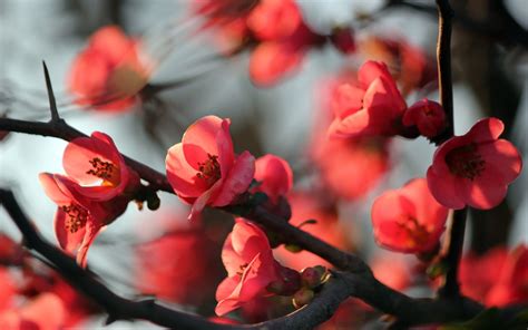 Selective focus photography of red Cherry Blossom flowers HD wallpaper ...