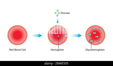 Scientific Designing of Glycosylated Hemoglobin Formation. Colorful ...