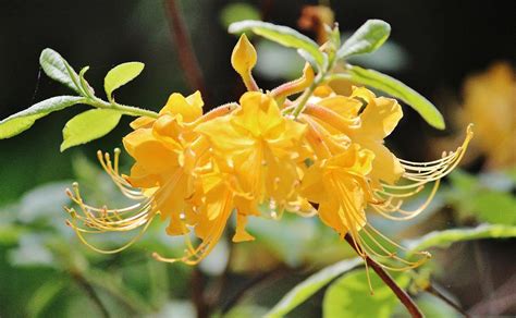 Yellow Azalea Photograph by Cynthia Guinn - Fine Art America