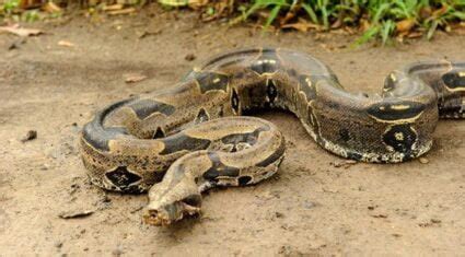 How Big Do Boa Constrictors Get? (Male vs. Female Size)