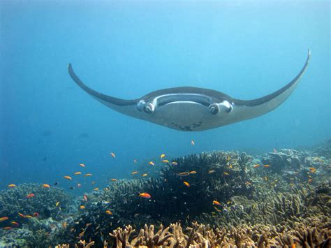 Biggest manta ray - pubserre