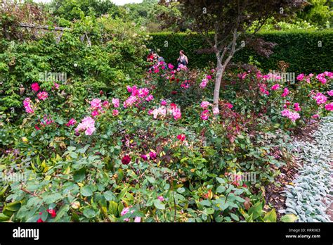 A walled and hedged rose garden interior with two females admiring the plants Stock Photo - Alamy