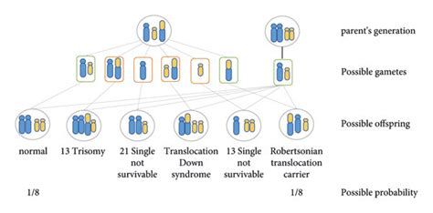 (a) Robertsonian translocations on non-homologous chromosomes. (b ...