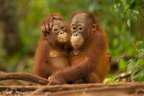 Procter & Gamble, orphan orangutans & flying tigers