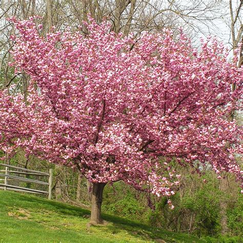 Van Zyverden Ornamental Tree Cherry Kwanzan 1 Plant Root Stock Pink Partial Sun Ornamental ...