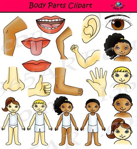 Body Parts Clipart Human Anatomy Set - Clipart 4 School