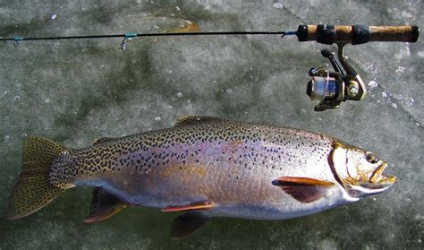 Ice fishing for Trout - Tips and Tricks - Best Trout Fishing Lures